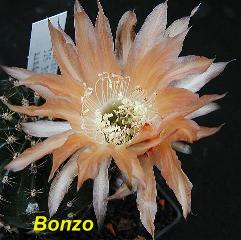 EP-H. Bonzo.4.1.jpg 
